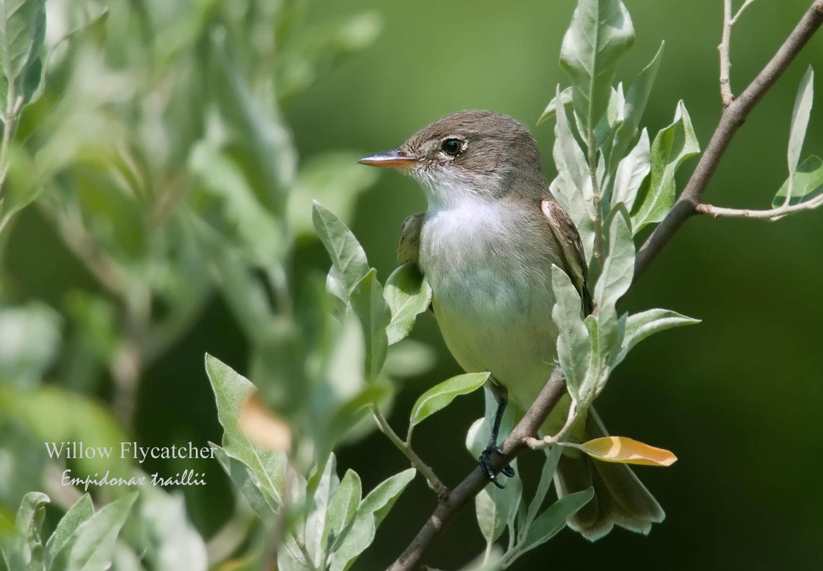 Willow Flylcatcher - 2
